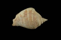 藏品(豐滿鳳凰螺)的圖片